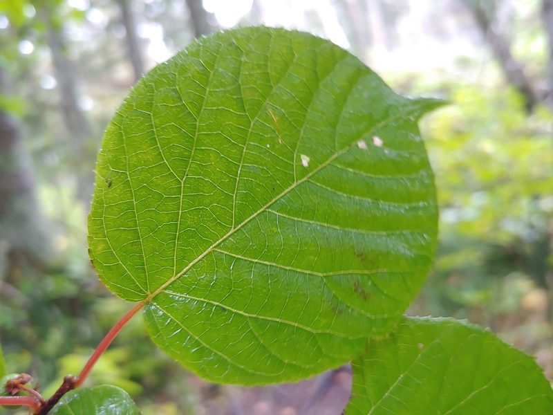 Actinidia kolomikta, photographed by Evgenii Iaitskii