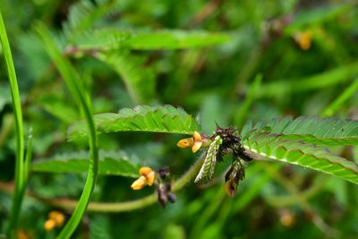Aeschynomene villosa, photographed by Neptalí Ramírez Marcial