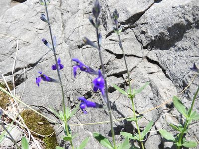 Salvia lycioides, photographed by Leticia Jiménez Hernández