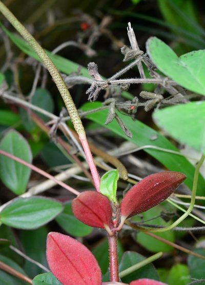 Peperomia consoquitlana, photographed by Neptalí Ramírez Marcial