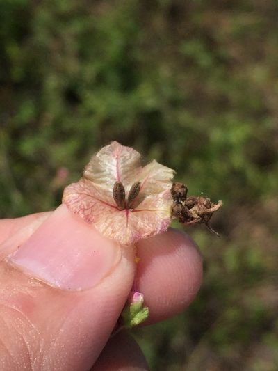 Mirabilis glabra, photographed by Sam Kieschnick