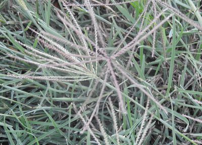 Chloris verticillata, photographed by saltyhiker