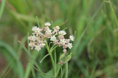 Asclepias linearis, photographed by Rich Sommer
