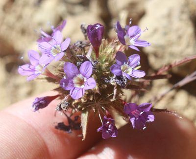 Navarretia viscidula, photographed by Scott Loarie