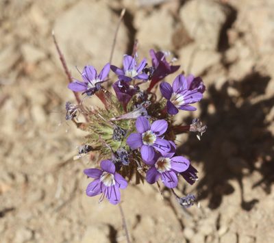 Navarretia viscidula, photographed by Scott Loarie