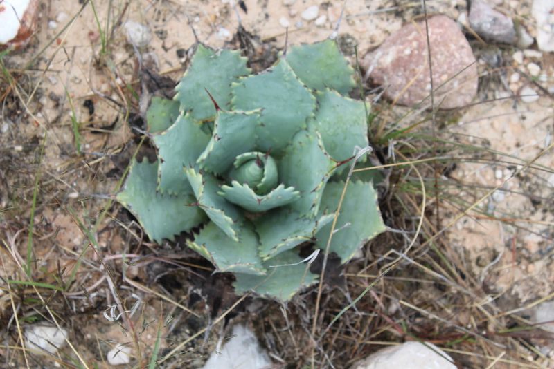 Agave potatorum, photographed by Santiago Soto Maurer