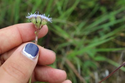 Ageratum corymbosum, photographed by Santiago Soto Maurer