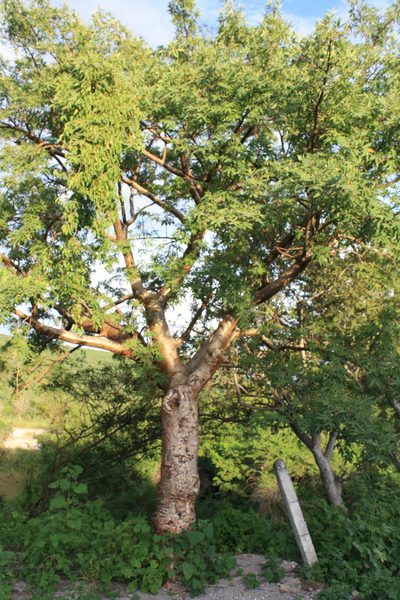 Bursera lancifolia, photographed by Rafael Cano