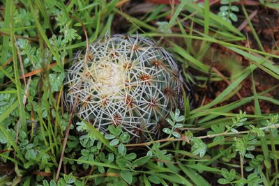 Coryphantha pseudoradians, photographed by Santiago Soto Maurer