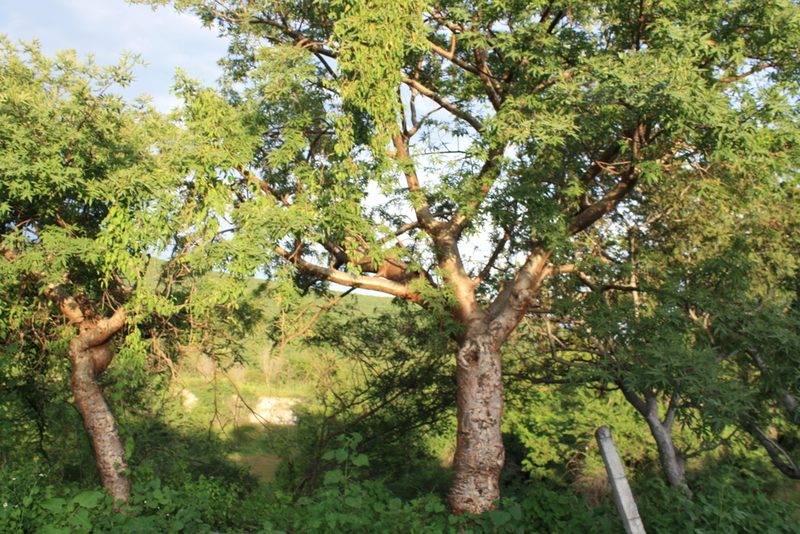 Bursera lancifolia, photographed by Rafael Cano