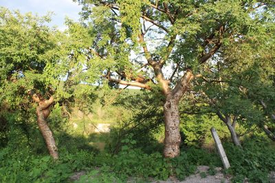 Bursera lancifolia, photographed by Rafael Cano