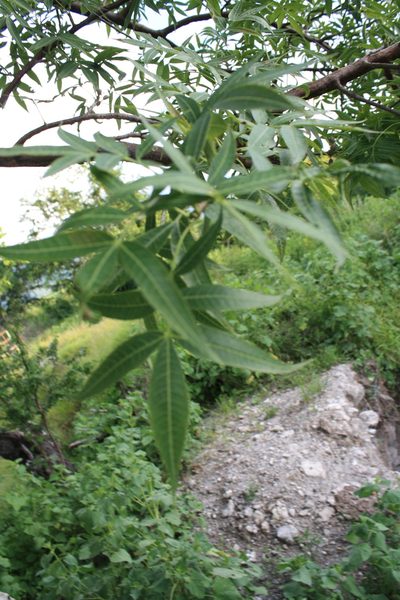 Bursera lancifolia, photographed by Rafael Cano
