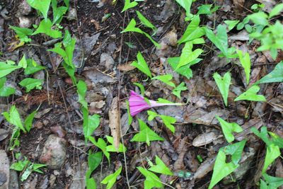 Ipomoea elongata, photographed by Santiago Soto Maurer