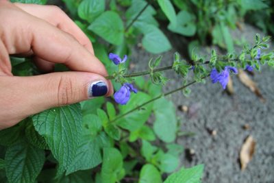 Salvia circinnata, photographed by Santiago Soto Maurer