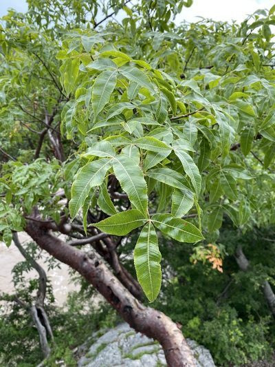 Bursera kerberi, photographed by P Gonzalez Zamora