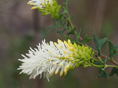 Grevillea pulchella, photographed by Brett Coulstock