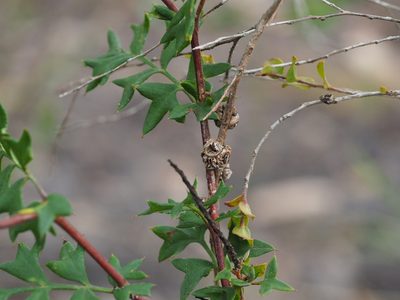 Grevillea pulchella, photographed by Brett Coulstock
