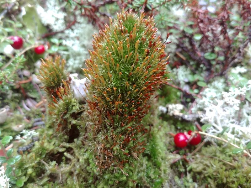 Tetraplodon angustatus, photographed by Syd Cannings