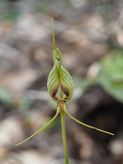 Pterostylis barbata, photographed by Brett Coulstock