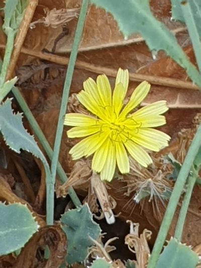 Launaea nudicaulis, photographed by Jacky Judas