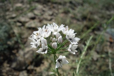 Allium ramosum, photographed by Aleksei Baushev