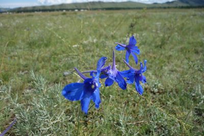 Delphinium grandiflorum, photographed by Aleksei Baushev