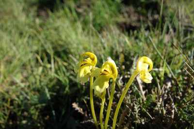 Pedicularis longiflora, photographed by Aleksei Baushev