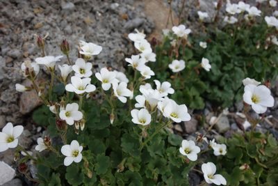 Saxifraga sibirica, photographed by Aleksei Baushev