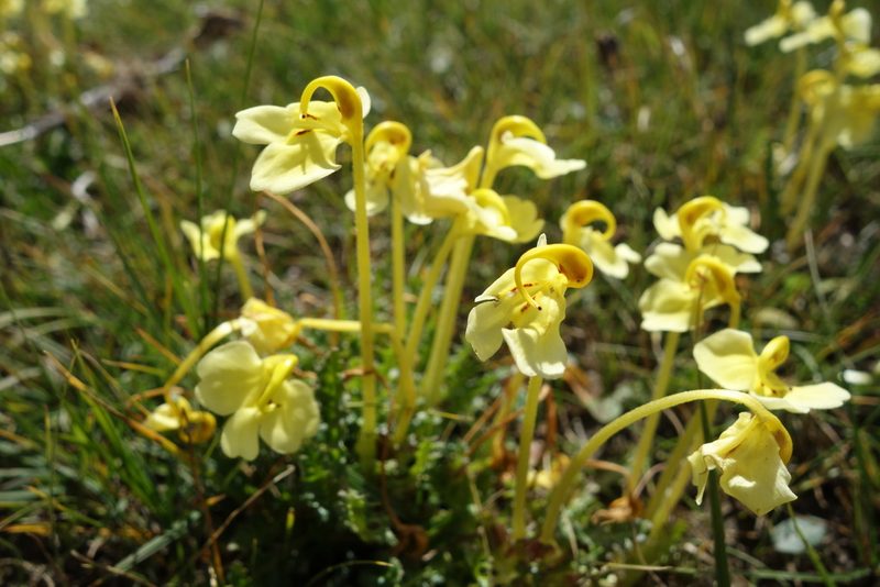 Pedicularis longiflora, photographed by Aleksei Baushev