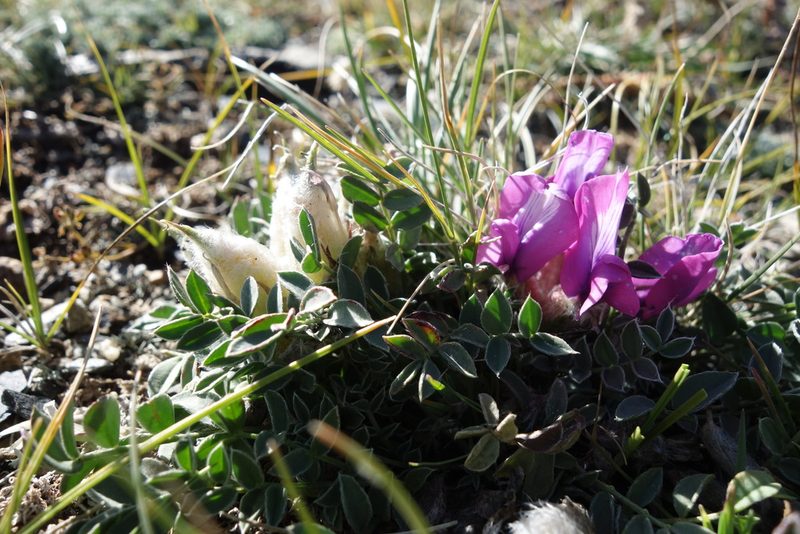 Oxytropis intermedia, photographed by Aleksei Baushev