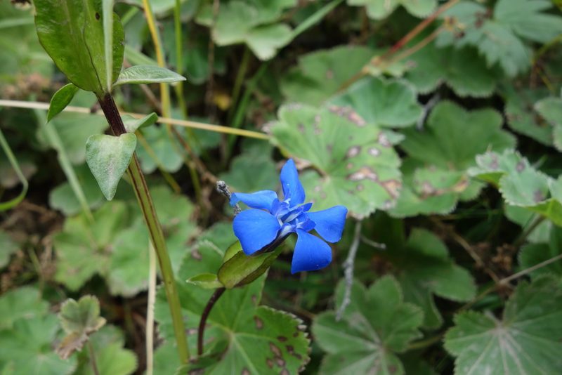 Gentiana uniflora, photographed by Aleksei Baushev