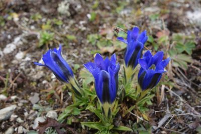 Gentiana grandiflora, photographed by Aleksei Baushev