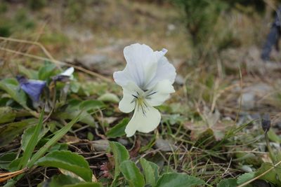 Viola altaica, photographed by Aleksei Baushev