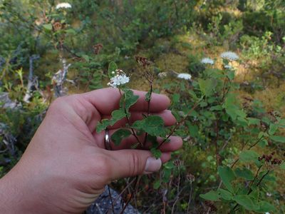 Spiraea stevenii, photographed by Matt Muir