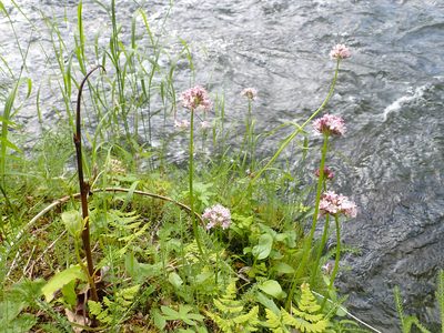Valeriana capitata, photographed by Matt Muir