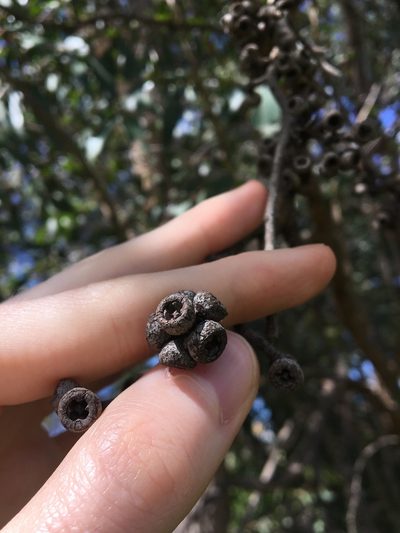 Eucalyptus capitellata, photographed by Thomas Mesaglio