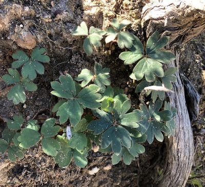 Pelargonium ternifolium, photographed by Cecile Roux
