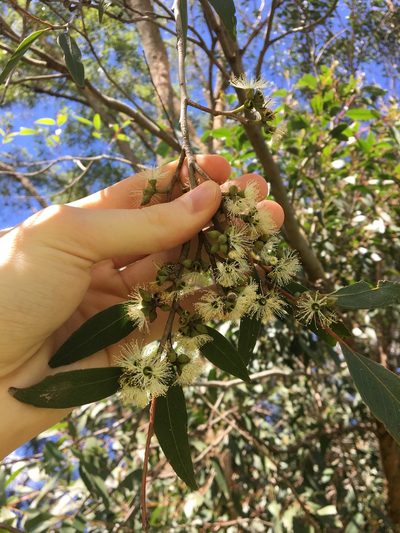 Eucalyptus capitellata, photographed by Thomas Mesaglio