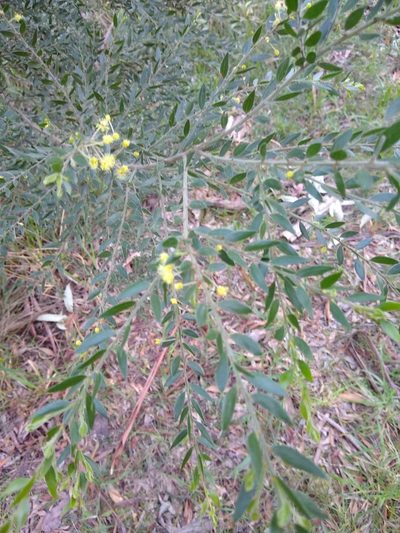 Acacia howittii, photographed by graeme lunt