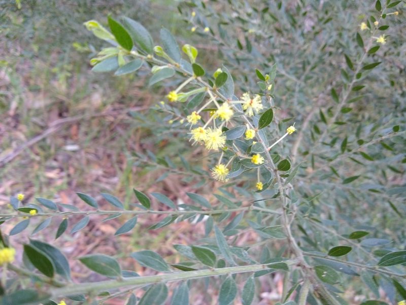 Acacia howittii, photographed by graeme lunt