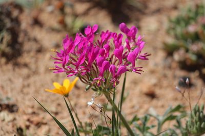 Pelargonium incrassatum, photographed by Noeleen du Toit