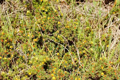 Pultenaea tenuifolia, photographed by Rod Lowther
