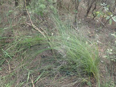 Lepidosperma australe, photographed by Jenny Christianson