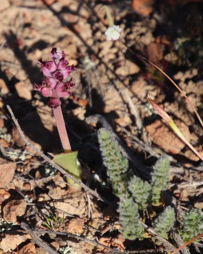Lachenalia elegans, photographed by Tony Rebelo