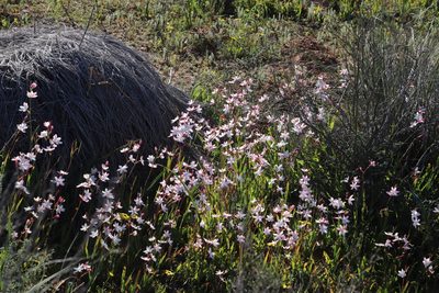 Hesperantha cucullata, photographed by Tony Rebelo