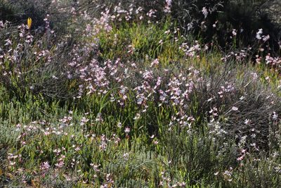 Hesperantha cucullata, photographed by Tony Rebelo