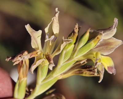Gladiolus venustus, photographed by Tony Rebelo