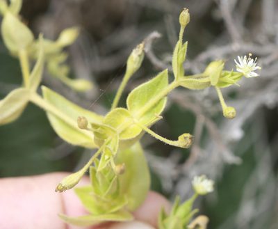 Stellaria littoralis, photographed by Scott Loarie