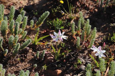 Hesperantha cucullata, photographed by Tony Rebelo