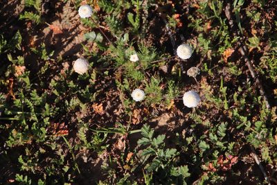 Cotula nudicaulis, photographed by Tony Rebelo